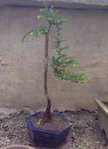 山格木的栽培技术