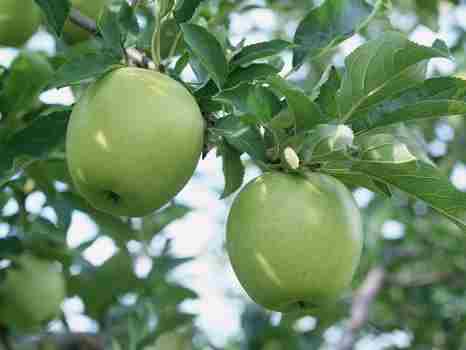 盆栽青苹果怎么养？浸根消毒保证成活