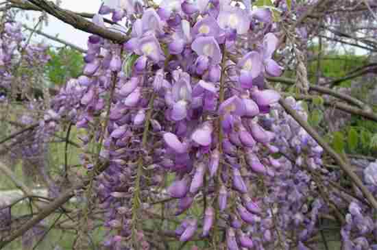 紫色花有哪些？盘点十大紫色花朵和图片